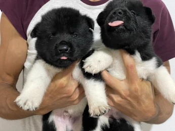 Akita américain