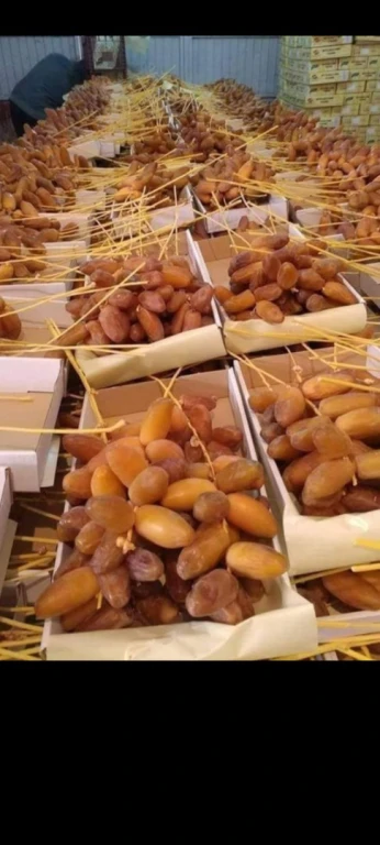 دقلة نور dattes nour