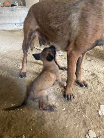 Femelle malinois