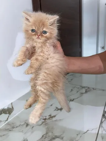 chat persan