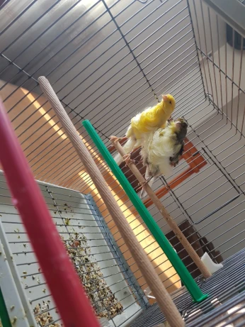 Canaris frisé parisien