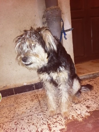 Caniche sapsali