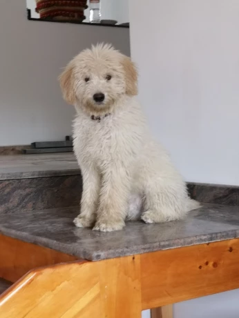 Caniche