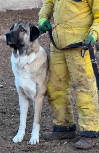 Des chiots chiens KANGAL