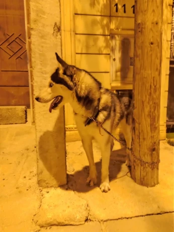 Husky de 14 mois