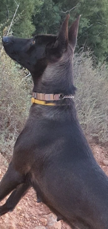 Malinois Bleu mexicain
