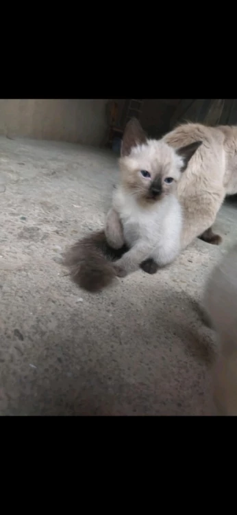 Des chats siamois véritable âge 1 mois l'intéresse me contacter à ce numéro svp 0792593633