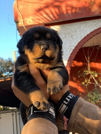 Rottweiler allemand