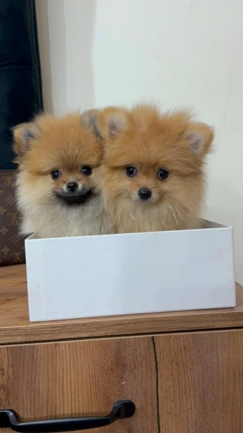 Spitz Pomeranian
