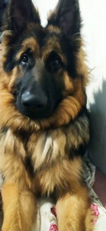 Berger allemand