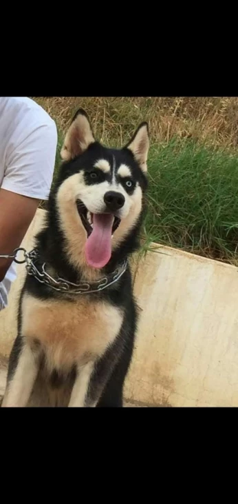 Couplé husky sibérien