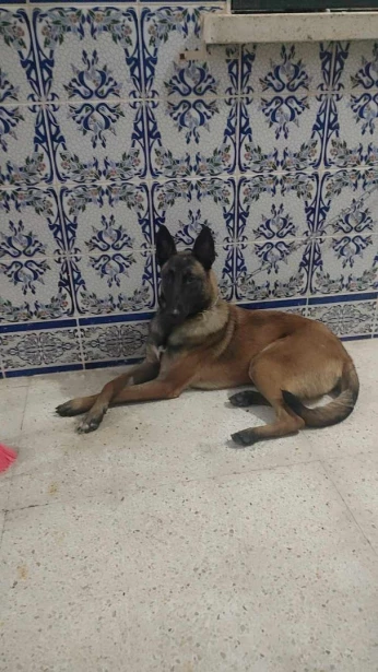 Vendre chien de race malinois charbonier 1 ans et 2 mois bien dressé