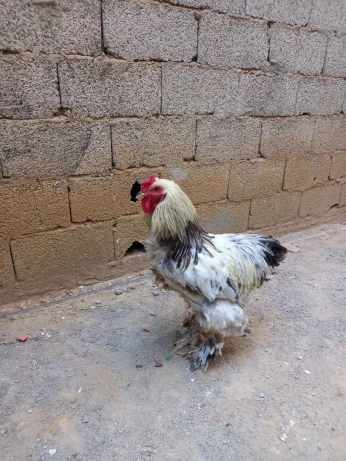 ديك براهمة Coq brahma