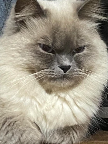 Chat