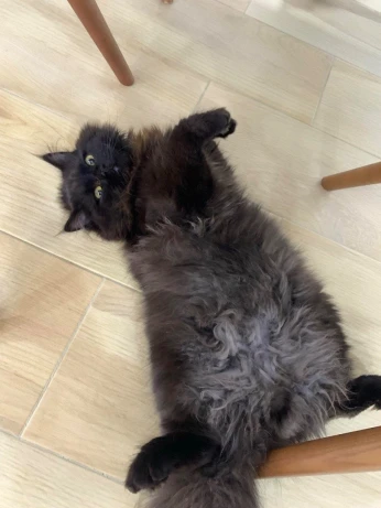 Chat à donner
