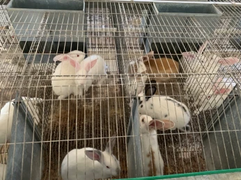 Vente de lapins vivants et de viande de lapin