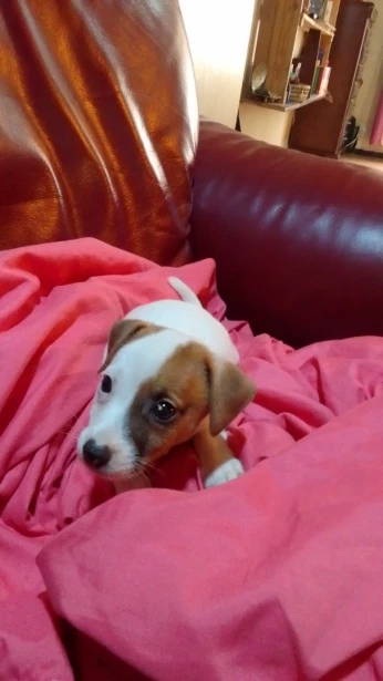 Jack russell terrier