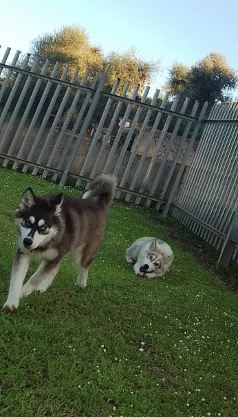 Husky sibérien