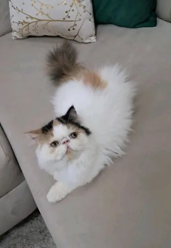 Chat persan van