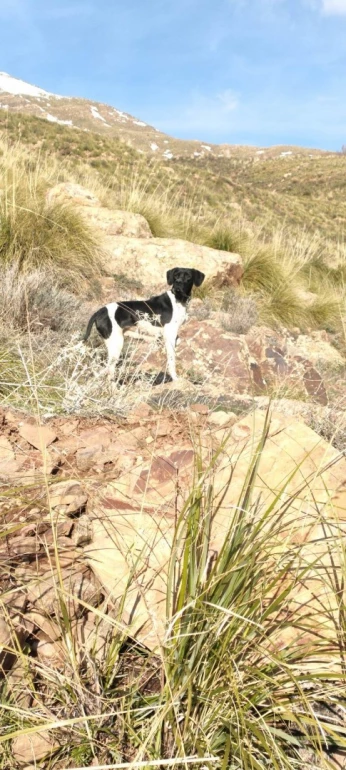Chien de chasse pointer