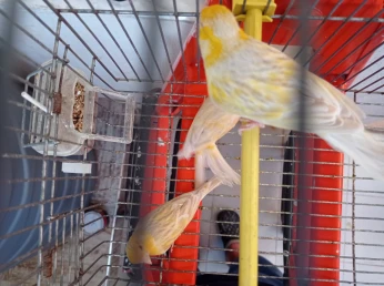 Canaris satinés 2024