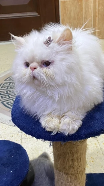 Chats persan peky, et himaya