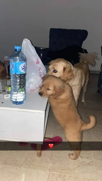 Golden retriever