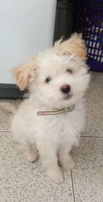 Caniche bichon maltais nain قزم