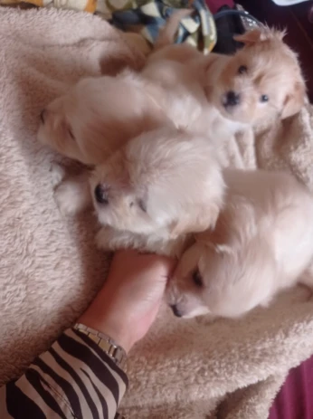 Chiot bichon maltais pure rase
