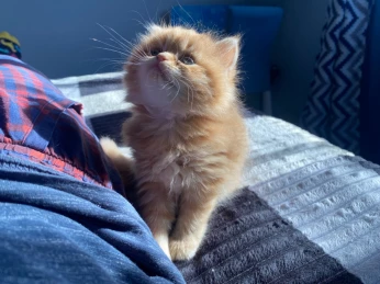 Chaton persan femelle