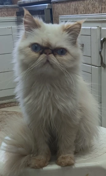 chat persan 
