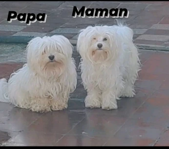 Bichon maltais