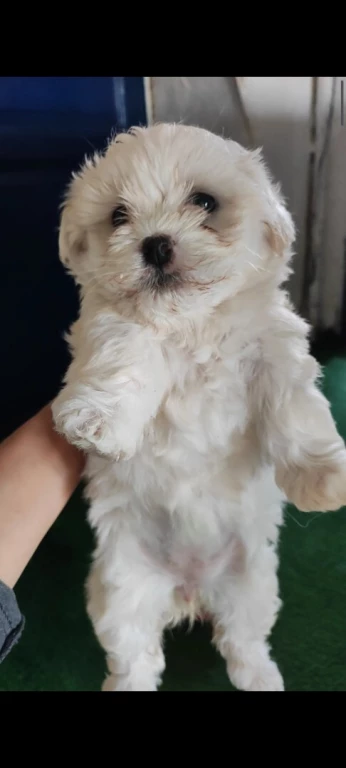 Caniche bichon maltais