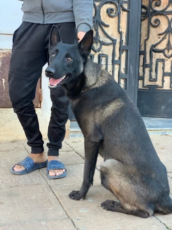Mal malinois 2 ans