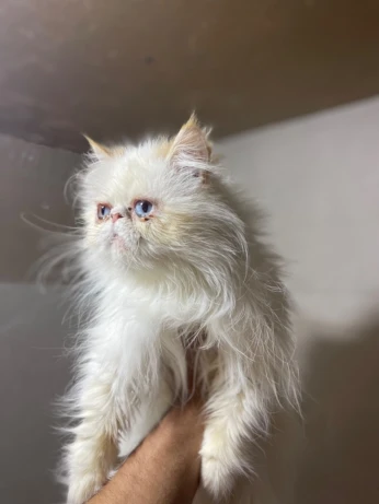 Chat persan femelle
