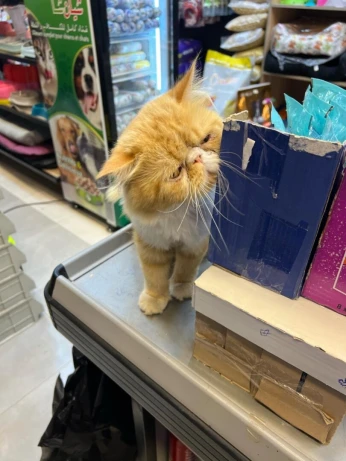 Male persan peke face van