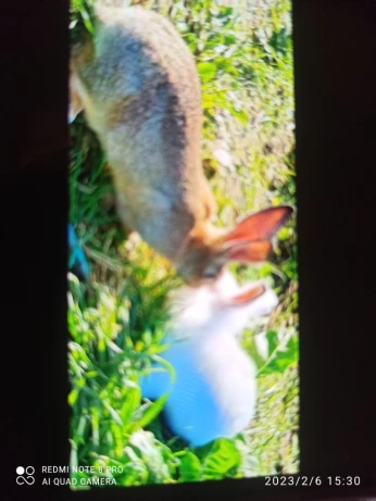 Lapins a vendre