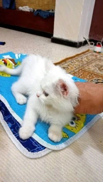 قط انجورا تركي