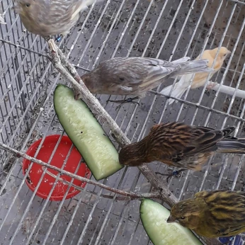 Canari