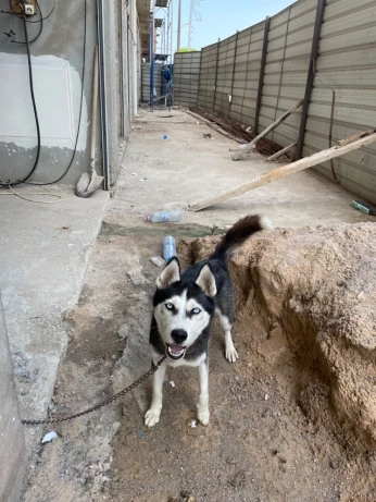 Chien Husky de Sibérie (femelle)