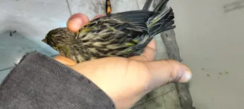 Canari agat onyx num : 0552 04 19 95
