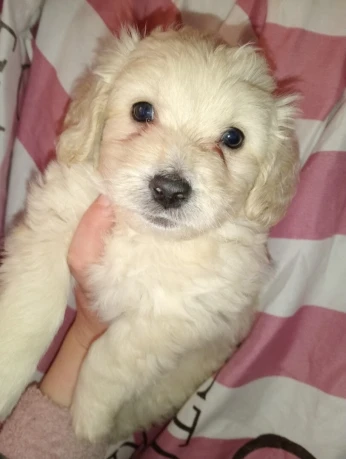 Bichon