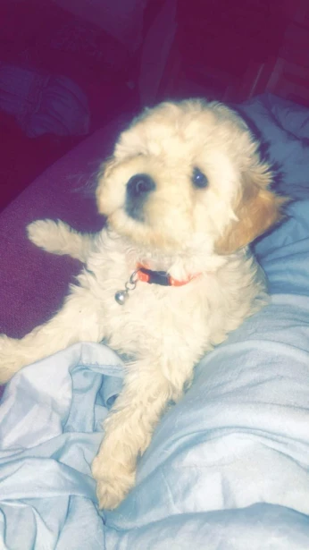 Bichon maltais nain