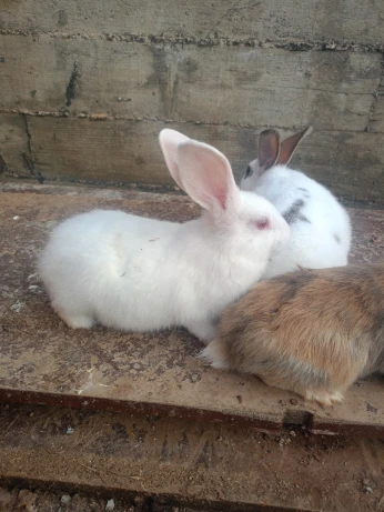 أرانب LAPINS