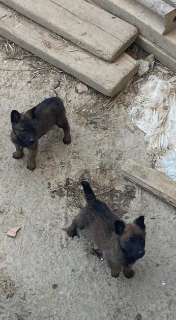 Malinois charbonné