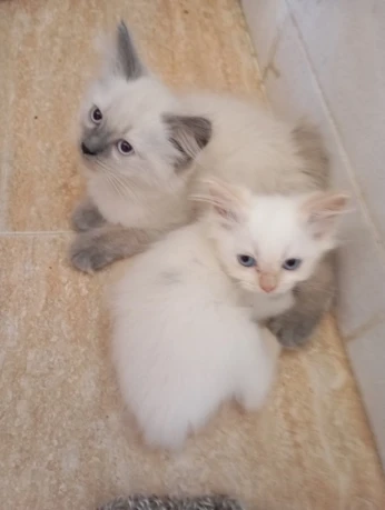 Chatons a vendre