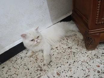 Accouplement persan hymalayen