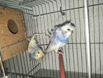 Couple budgie hagoromo
