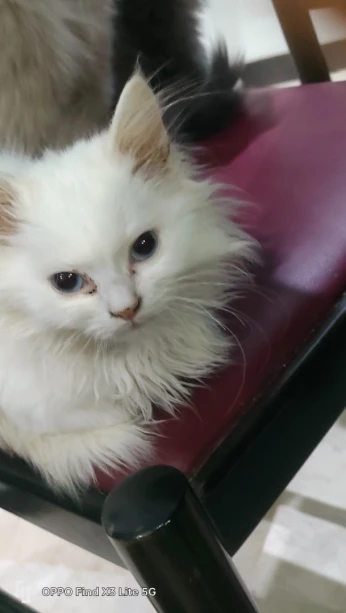 Chat femelle 4 mois a vendre