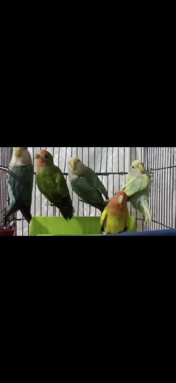 Je vends des oiseaux inséparables